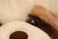 20091006 0870Tw [D~LIP] Panda-Bär, Bad Salzuflen