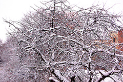 arbokrono sub neĝo - Baumkrone mit Schnee