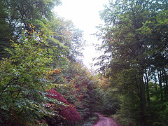 Camino en el bosque.