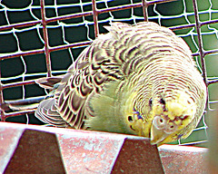 20090527 0176DSCw [D~LIP] Wellensittich (Melopsittacus undulatus), Detmold