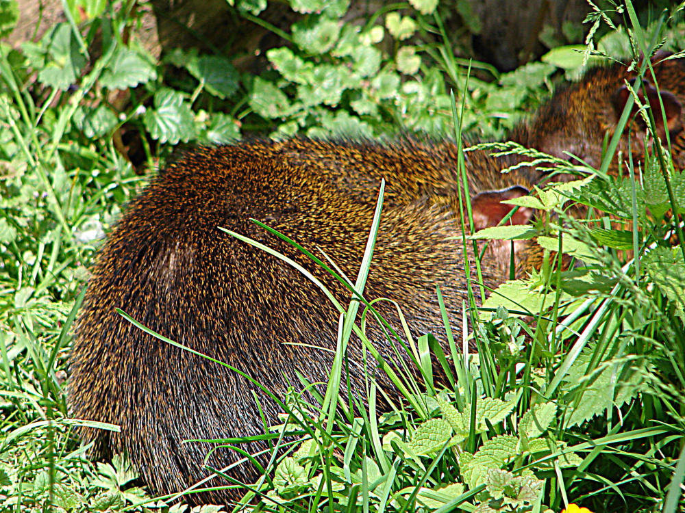 20090527 0186DSCw [D~LIP] Goldaguti (Dasyprocta aguti)