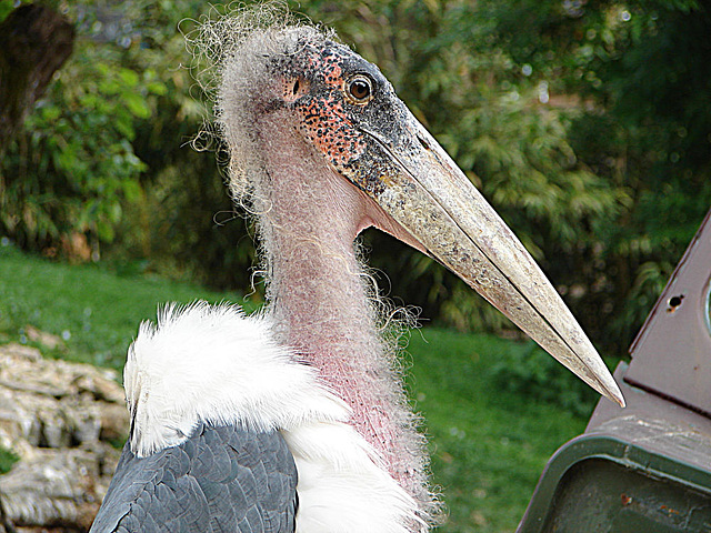 20090527 0190DSCw [D~LIP] Marabu (Leptoptilos crumeniferus), Vogelpark Detmold-Heiligenkirchen