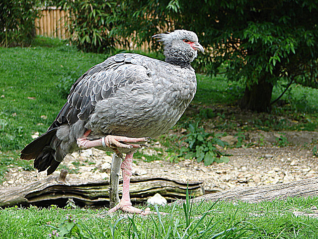 20090527 0197DSCw [D~LIP] Halsband-Wehrvogel (Chauna torquata), Vogelpark Detmold-Heiligenkirchen