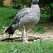 20090527 0198DSCw [D~LIP] Halsband-Wehrvogel (Chauna torquata) Vogelpark Detmold-Heiligenkirchen