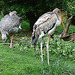 20090527 0200DSCw [D~LIP] Halsband-Wehrvogel (Chauna torquata), Nimmersatt (Mycteria ibis), Vogelpark Detmold-Heiligenkirchen