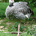 20090527 0201DSCw [D~LIP] Halsband-Wehrvogel (Chauna torquata) Vogelpark Detmold-Heiligenkirchen