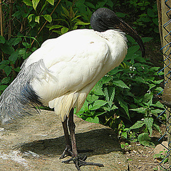 20090527 0202DSCw [D~LIP] Heiliger Ibis (Threskiornis aethiopicus), Vogelpark Detmold-Heiligenkirchen