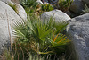 Borrego Palm Canyon (3306)