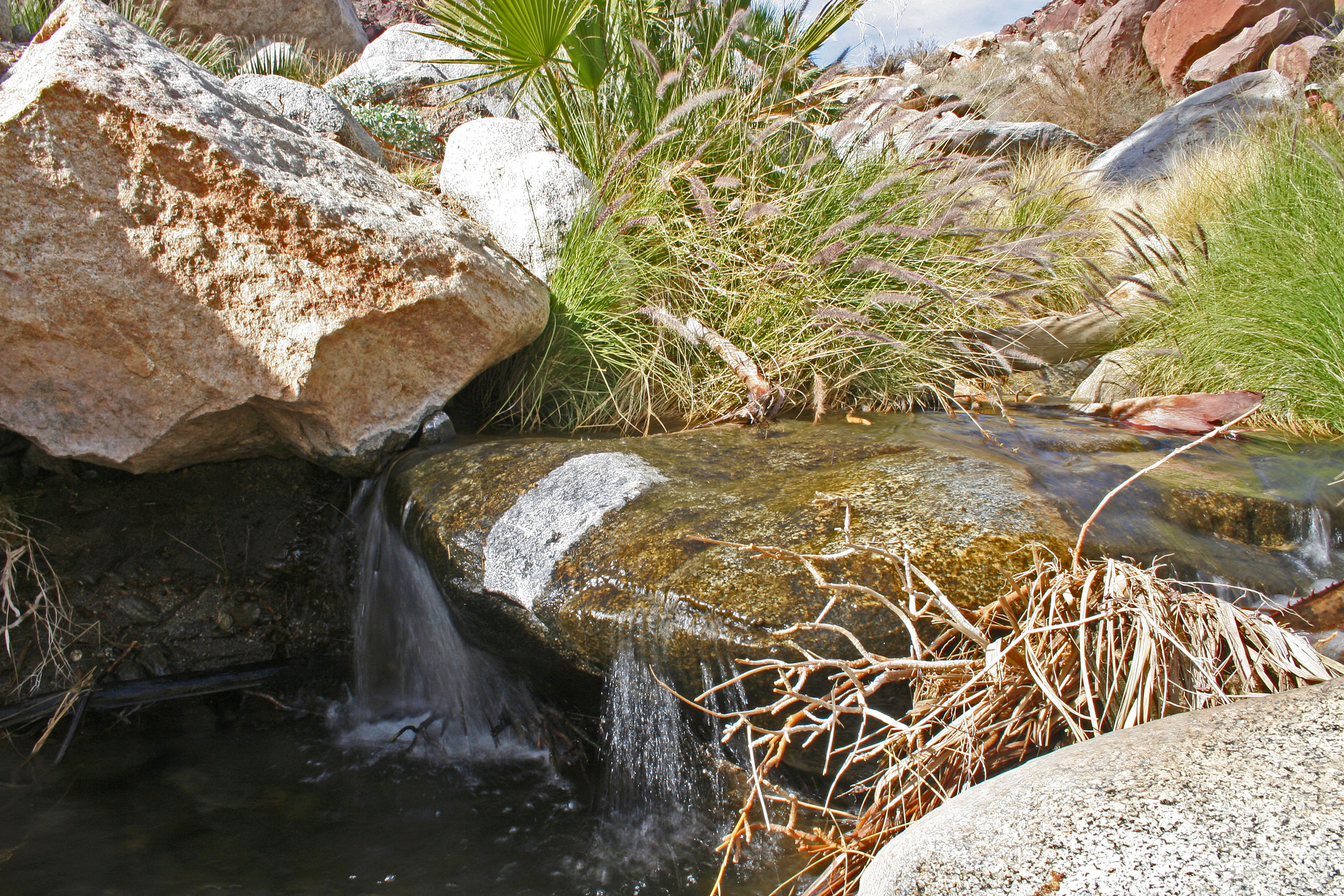 Borrego Palm Canyon (3314)