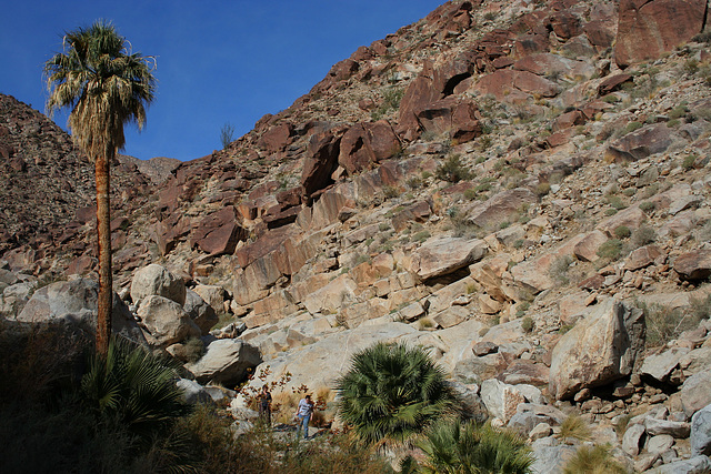 Borrego Palm Canyon (3335)