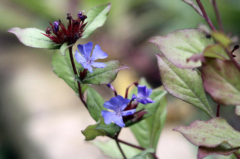 20091007 0912Tw [D~LIP] Bleiwurz (Ceratostigma plumbaginoides), Bad Salzuflen