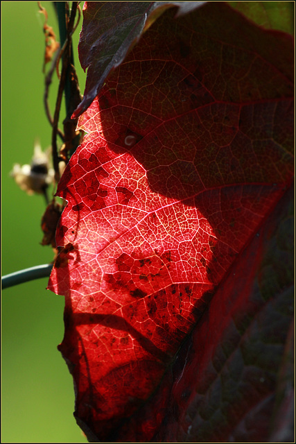 Coup de sang  d'automne