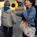 sunfloro kiel rekonilo - Sonnenblume zur Wiedererkennung