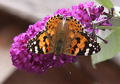 20091007 0898Tw [D~LIP] Distelfalter (Cynthia cardui), Schmetterlingsstrauch (Buddleja davidii 'Royal Red'), Bad Salzuflen