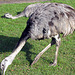 IMG 0245 Emus