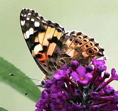 20091007 0900Tw [D~LIP] Distelfalter (Cynthia cardui), Schmetterlingsstrauch (Buddleja davidii 'Royal Red'), Bad Salzuflen
