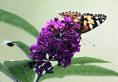 20091007 0903Tw [D~LIP] Distelfalter (Cynthia cardui), Schmetterlingsstrauch (Buddleja davidii 'Royal Red'), Marienkäfer, Bad Salzuflen