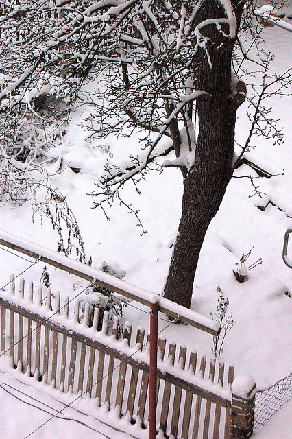 arbo post latbarilo - Baum hinter Zaun