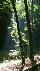 Licht im Wald