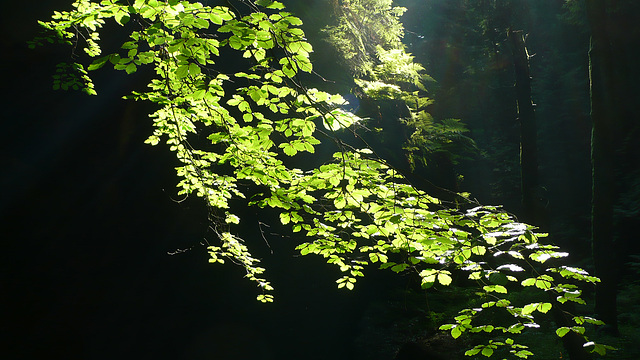 Licht im Wald