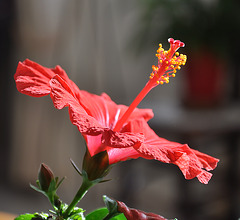 HIBISCUS