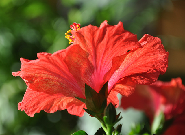 HIBISCUS