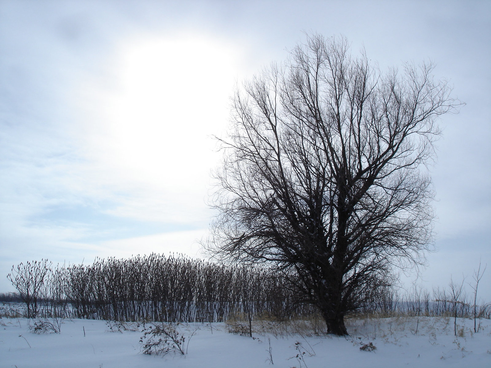 Randonnée en raquettes - Snowshoe run/  Hometown - Dans ma ville.  Hiver 2008 - L'arbre solitaire /  Lonely tree