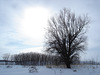 Randonnée en raquettes - Snowshoe run/  Hometown - Dans ma ville.  Hiver 2008 - L'arbre solitaire /  Lonely tree