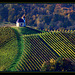 vine country Styria