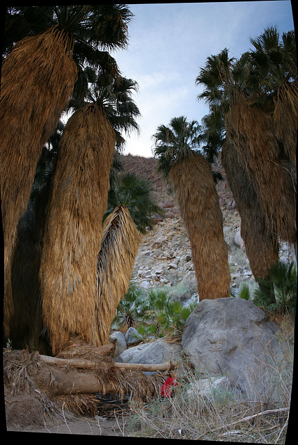 Palm Canyon Oasis (2)