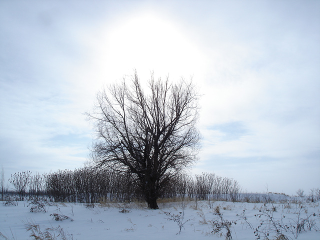 Randonnée en raquettes - Snowshoe run/  Hometown - Dans ma ville.  Hiver 2008 - L'arbre solitaire /  Lonely tree