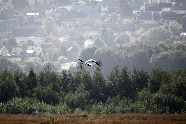 20091008 0979Tw [D~MI] Graugänse (Anser anser), Großes Torfmoor, Hille