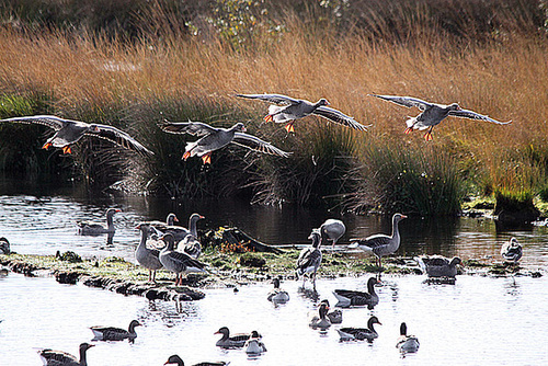 20091008 0984Tw [D~MI] Graugänse (Anser anser), Großes Torfmoor, Hille