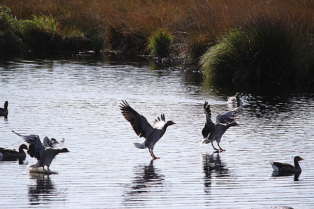 20091008 0993Tw [D~MI] Graugänse (Anser anser), Großes Torfmoor, Hille