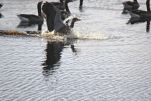 20091008 1002Tw [D~MI] Graugänse (Anser anser), Großes Torfmoor, Hille