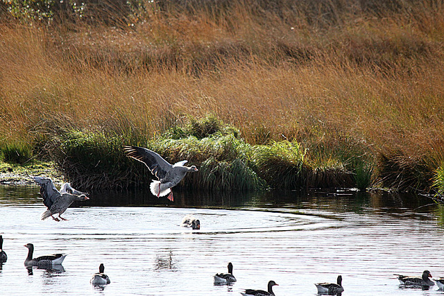 20091008 1003Tw [D~MI] Graugänse (Anser anser), Großes Torfmoor, Hille