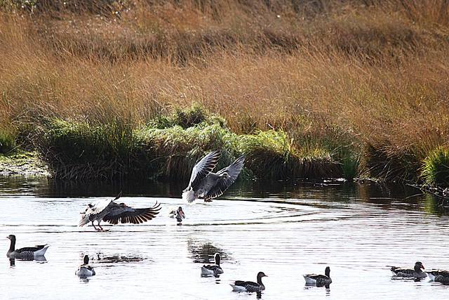 20091008 1004Tw [D~MI] Graugänse (Anser anser), Großes Torfmoor, Hille