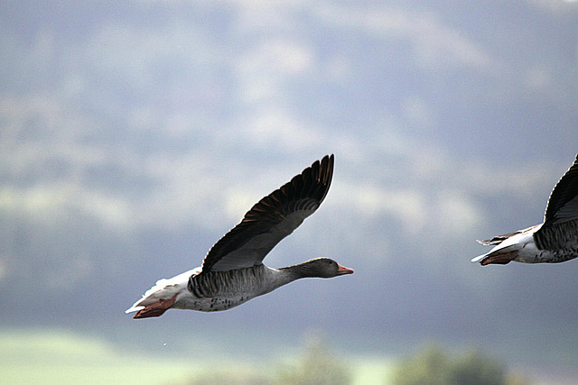 20091008 1005Tw [D~MI]  Graugänse (Anser anser), Großes Torfmoor, Hille