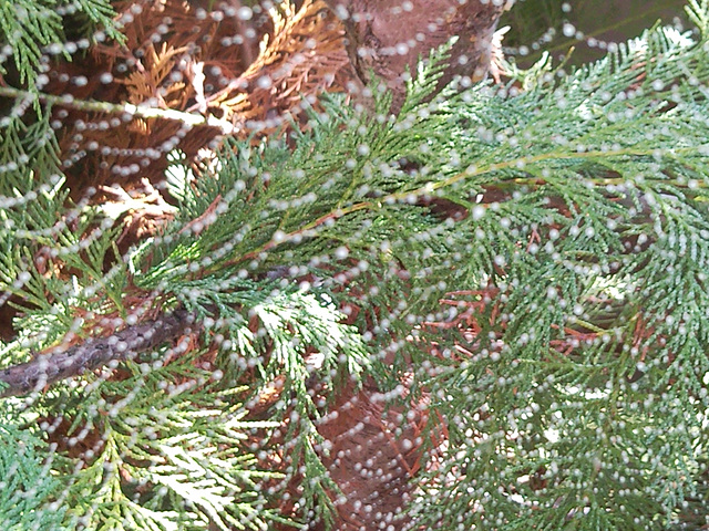 Telaraña con gotas.