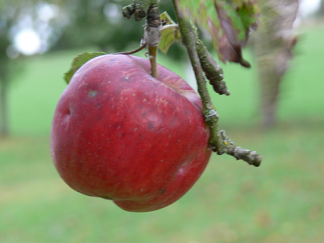 Bio-Apfel