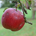 Bio-Apfel
