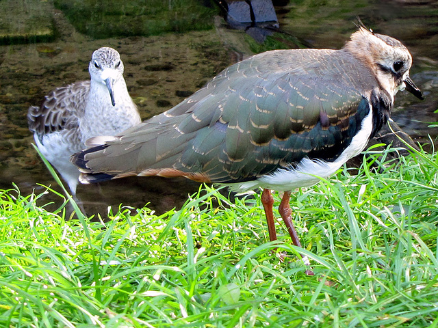 IMG 0291 Vögel (?)