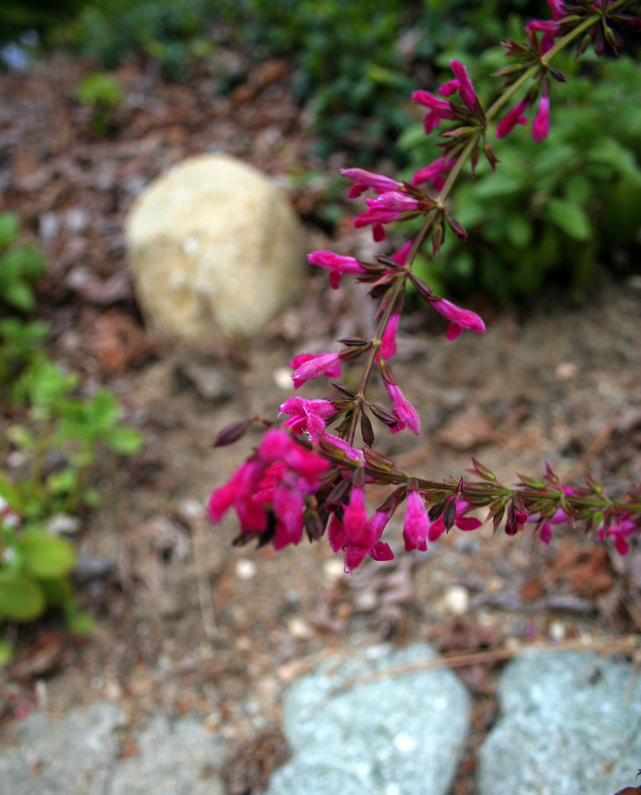 L.A. Garden Tour (6523)