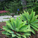 L.A. Garden Tour (6524)