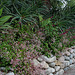 L.A. Garden Tour (6525)