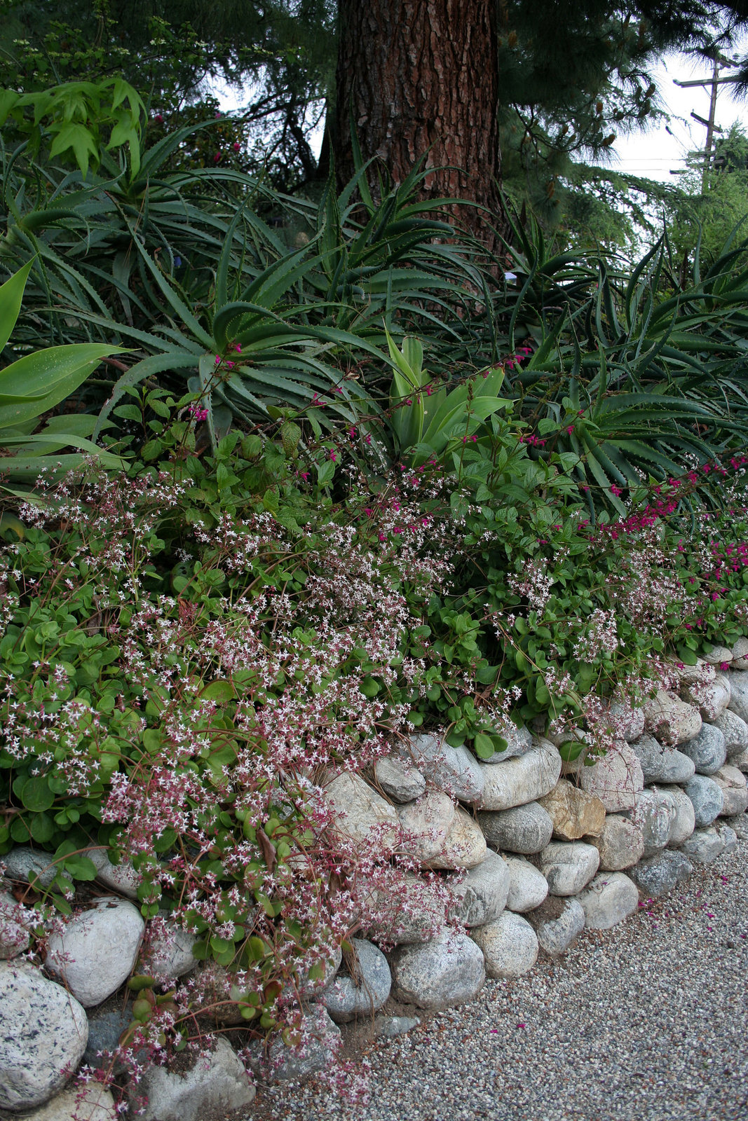 L.A. Garden Tour (6525)
