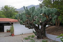 L.A. Garden Tour (6526)