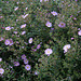 L.A. Garden Tour (6528)