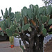 L.A. Garden Tour (6530)
