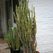 L.A. Garden Tour (6531)